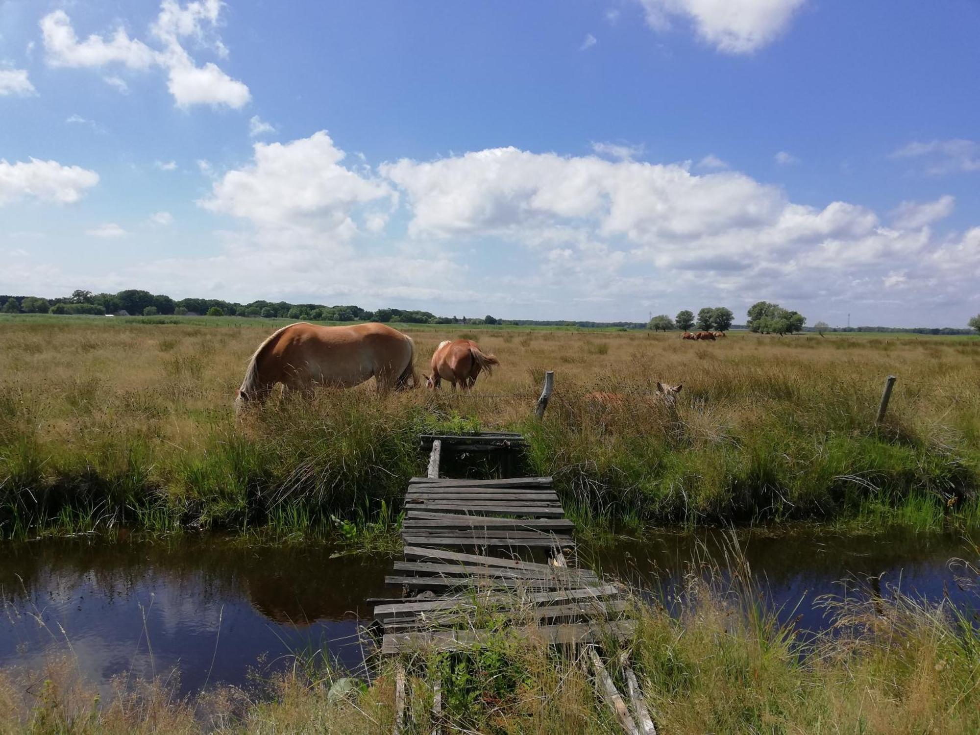 Dom Goscinny Ptaszarnia - Natura-Free Parking Свиноуйсьце Экстерьер фото